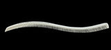 S-Shaped Curved Comb