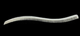S-Shaped Curved Comb