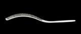 Medium Curved Comb